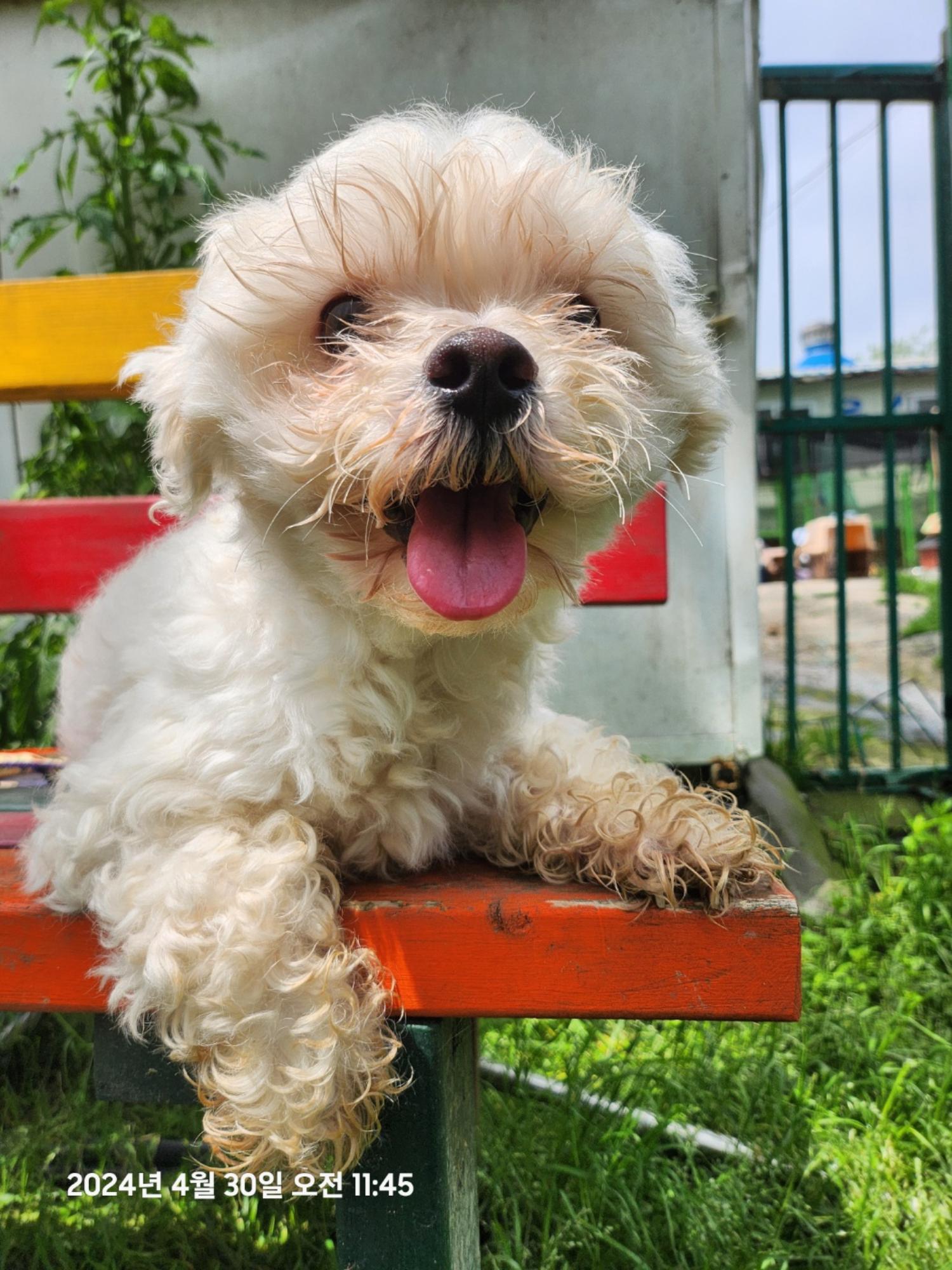 울산유기동물보호센터_431372202400189